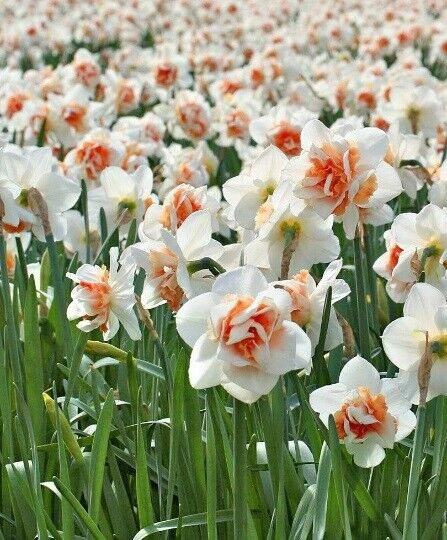 NARCISSUS 'REPLETE' HARDY FLOWER BULBS FARGRANT DOUBLE DAFFODILS SPRING  GARDEN!!