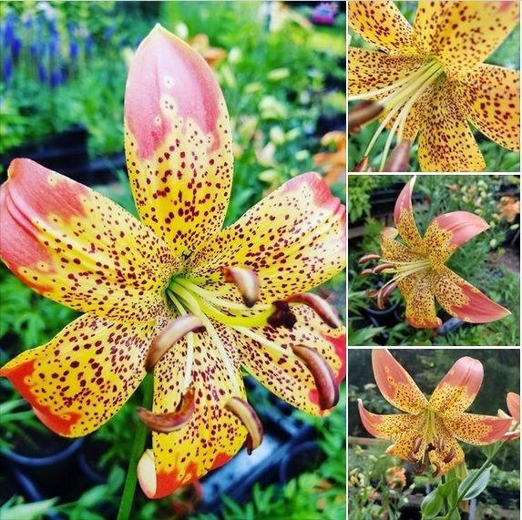 FUSION LILY BULBS PLANTS GROW 4 FEET TALL HARDY PERENNIAL FLOWERS RARE & UNUSUAL