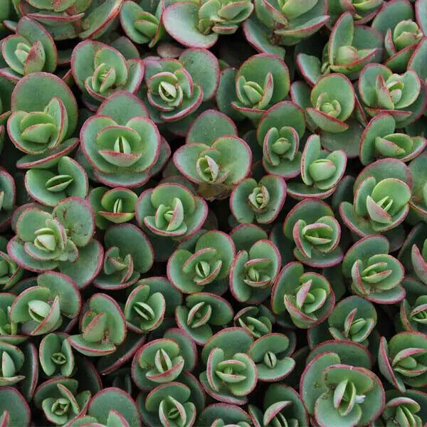 SEDUM SUNSPARKLER 'LIME ZINGER' STONECROP PLANT SUCCULENT GARDEN SUMMER BLOOMS!!