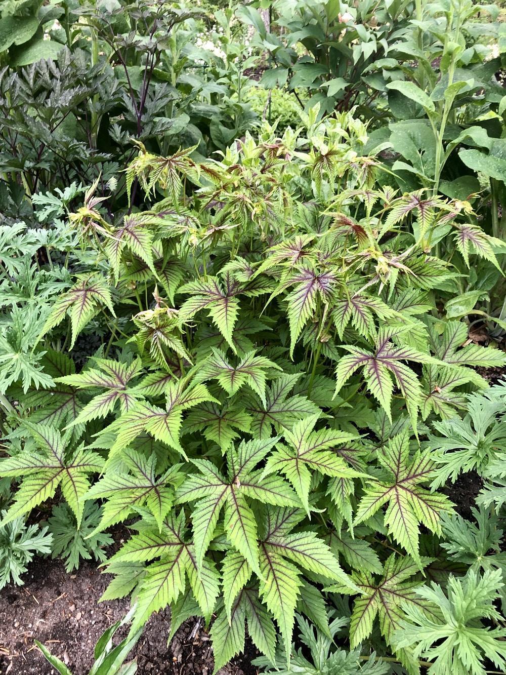 FILIPENDULA 'RED UMBRELLAS'~HARDY PERENNIAL PLANT~PARTIAL SHADE~AWESOME FOLIAGE!