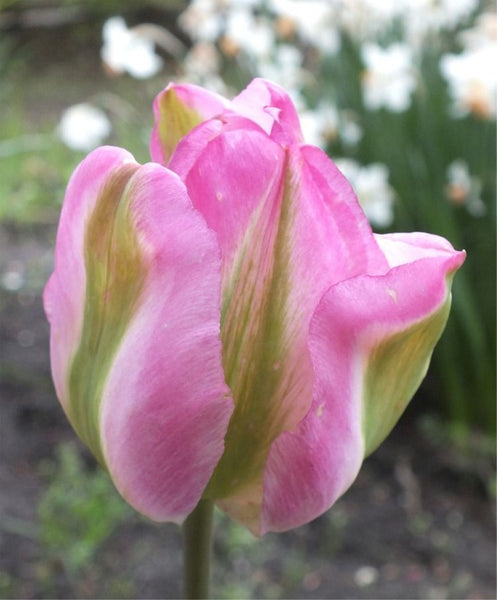 VIRIDIFLORA TULIP~GREENLAND~FLOWER BULBS~OLD ROSE/GREEN STRIPES~LATEST BLOOMING!