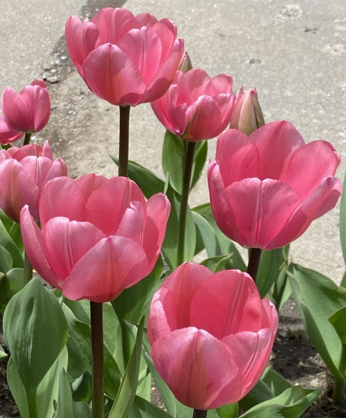 TULIP~BIG LOVE~FLOWER BULBS~GIANT DARWIN HYBRID~STUNNING DUSKY PINK SPRING BLOOM