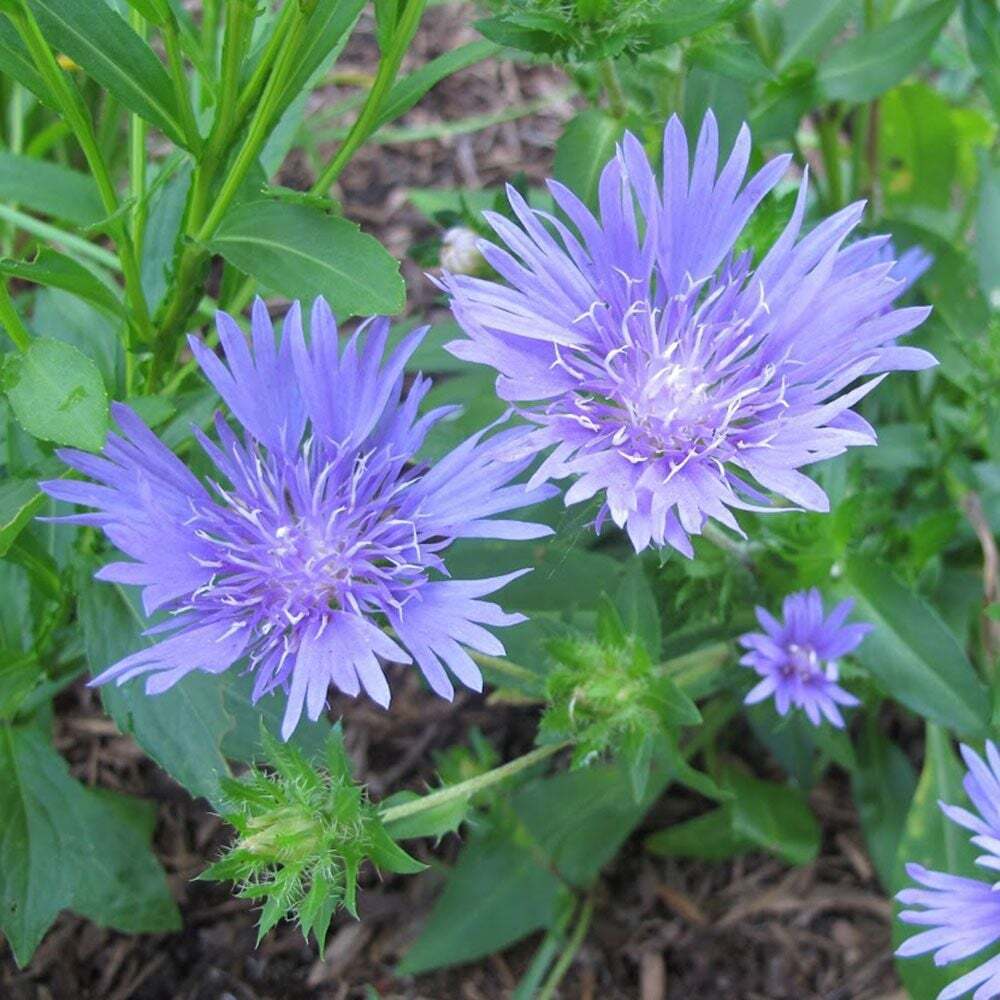 STOKESIA LAEVIS~MEL'S BLUE~STOKES' ASTER~LIVE PLANT~HARDY PERENNIAL~