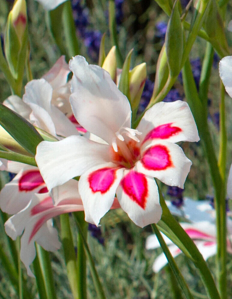 HARDY SWORD LILY~PRINS CLAUS~FLOWER BULBS~PINK & WHITE GLADIOLUS~HARDY ZONES 4-9