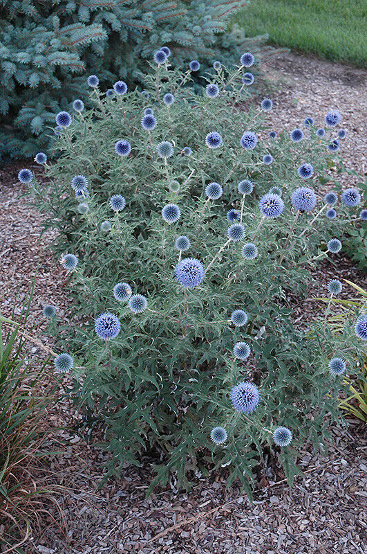 ECHINOPS~BLUE GLOW~GLOBE THISTLE PLANT HARDY PERENNIAL FLOWERS LONG SUMMER BLOOM