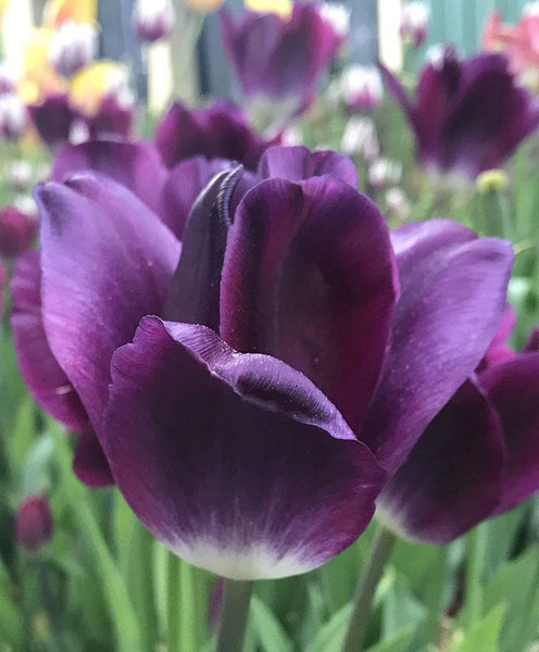 TRIUMPH TULIP~KANSAS PROUD~FLOWER BULBS~MAROON PURPLE & WHITE FEATHERED BASE!!!