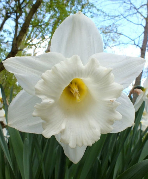 NARCISSUS~MOUNT HOOD~FLOWER BULBS~TRUMPET DAFFODILS~FRAGRANT~LARGE WHITE BLOOMS!