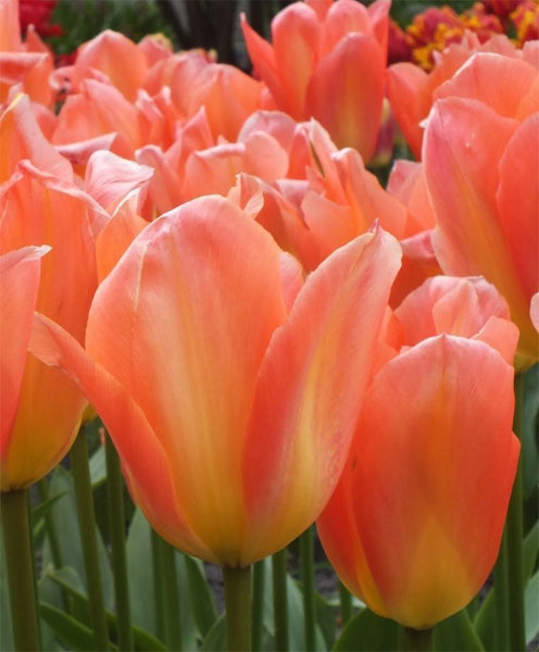 FOSTERIANA TULIP~APRICOT EMPEROR~FLOWER BULBS~MAGICAL CORAL-APRICOT SPRING BLOOM