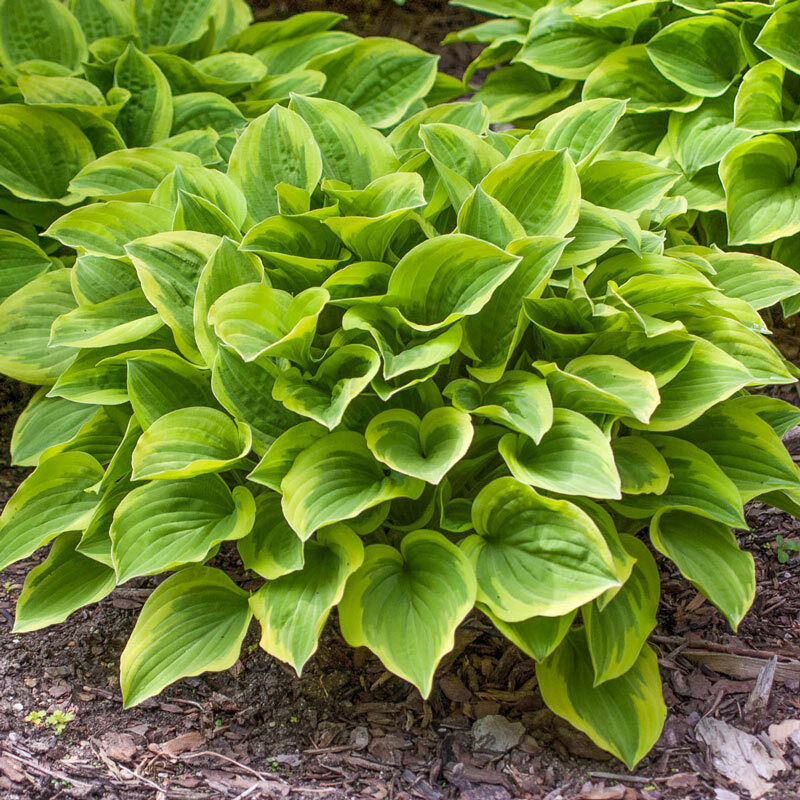 HOSTA~GOLDEN TIARA~PERENNIAL SHADE PLANT FAIRY GARDEN FLOWER HUMMINGBIRD LILY!!!