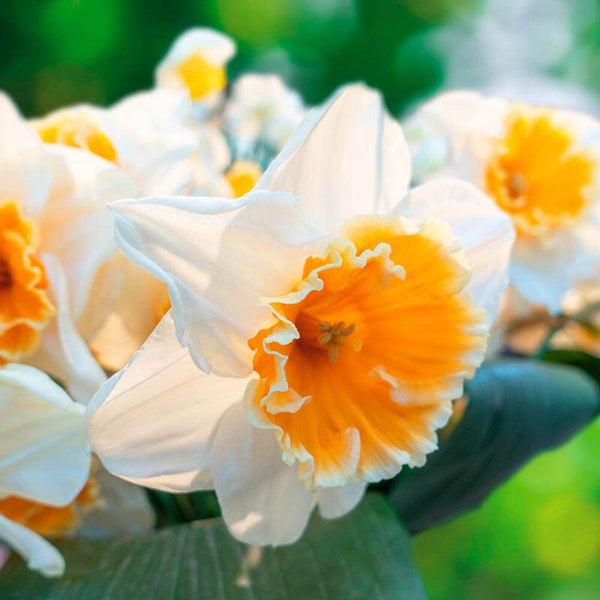 NARCISSUS~SOESTDIJK~FLOWER BULBS~LARGE CUPPED DAFFODILS~FRAGRANT RUFFLED BLOOMS!