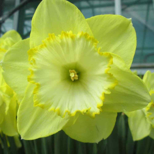 NARCISSUS~ST. PATRICKS DAY~FLOWER BULBS~LARGE CUPPED DAFFODILS~FRAGRANT BLOOMS!!