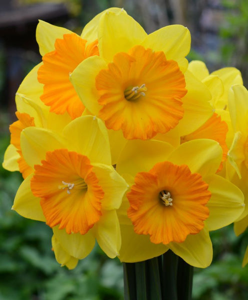 NARCISSUS~PRIDE OF LIONS~FLOWER BULBS~LARGE CUPPED DAFFODILS~MID SPRING BLOOMER!