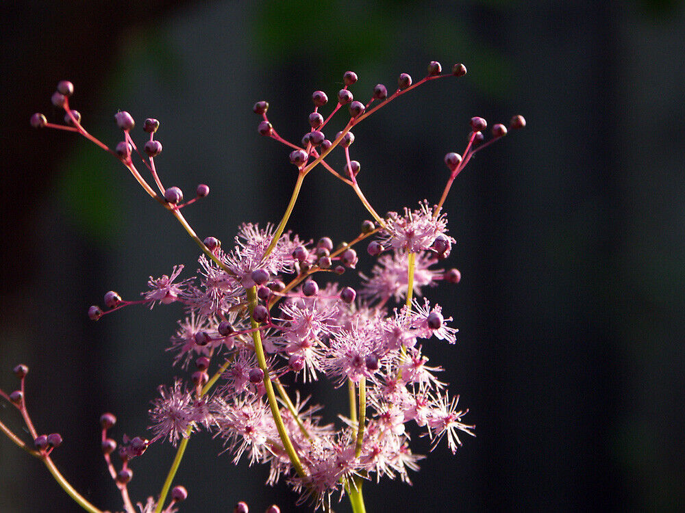 FILIPENDULA 'RED UMBRELLAS'~HARDY PERENNIAL PLANT~PARTIAL SHADE~AWESOME FOLIAGE!