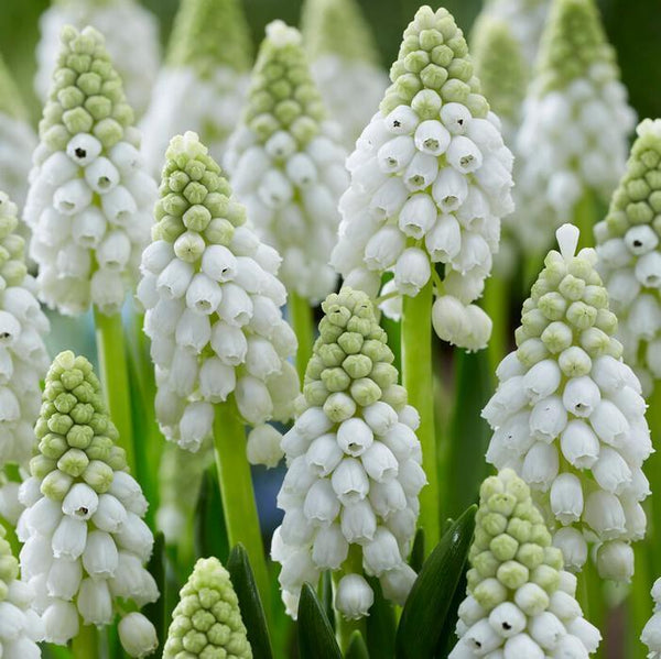 MUSCARI WHITE PEARL~GRAPE HYACINTHS~FLOWER BULBS FRAGRANT PERENNIAL SPRING BLOOM