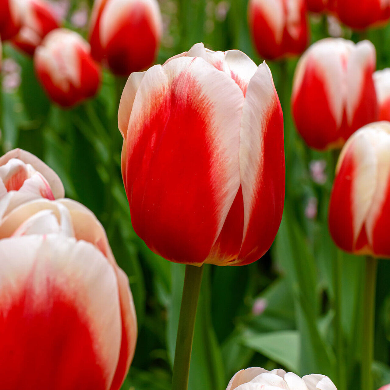 TRIUMPH TULIP~ROMAN EMPIRE~FLOWER BULBS~DARK PINK-RED BLOOMS, CREAMY WHITE EDGES