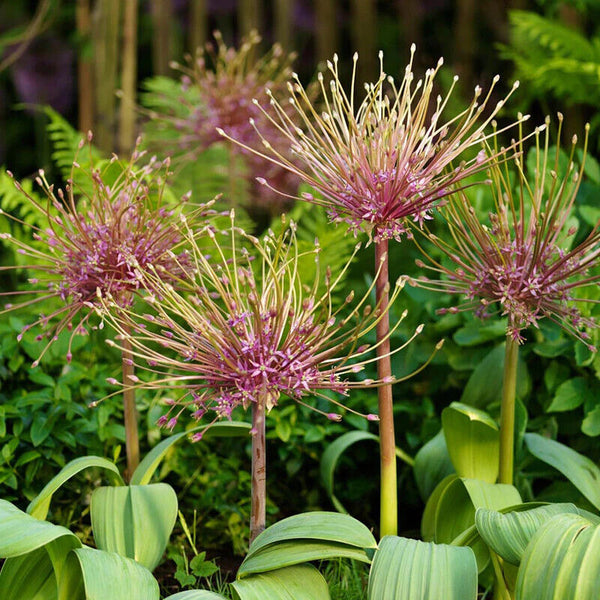 TUMBLEWEED ONION~ALLIUM SHUBERTII~FLOWER BULBS UNUSUAL 12" ROUND FLOWER GLOBES!!