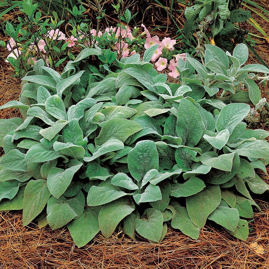 STACHYS 'HELENE VON STEIN' SOFT & FUZZY GROUND COVER HARDY PERENNIAL LIVE PLANTS