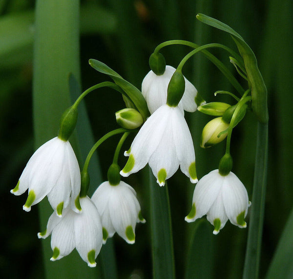 LEUCOJUM AESTIVUM~SUMMER SNOWFLAKE~PERENNIAL FLOWER BULBS EASY TO GROW PLANTS!!!