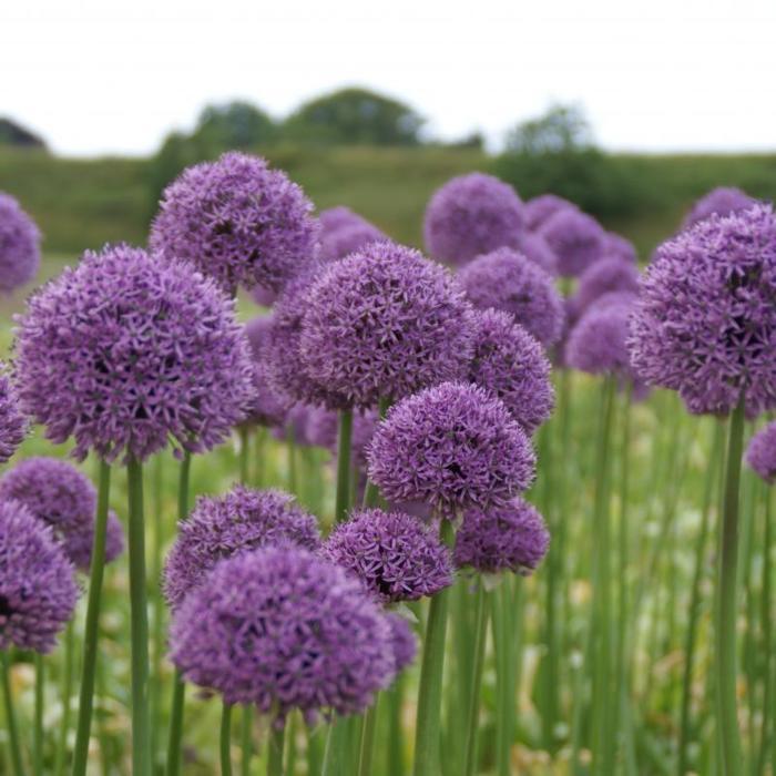 ALLIUM~GLADIATOR~FLOWER BULBS HARDY PERENNIAL GIANT PURPLE FLOWERS 3-4FT TALL!!!