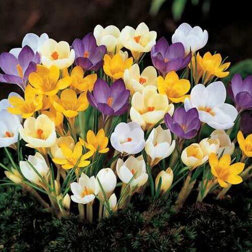 SNOW CROCUS FLOWER BULBS~RAINBOW MIX~YARD AND GARDEN PERENNIAL SPRING FLOWERS!!!