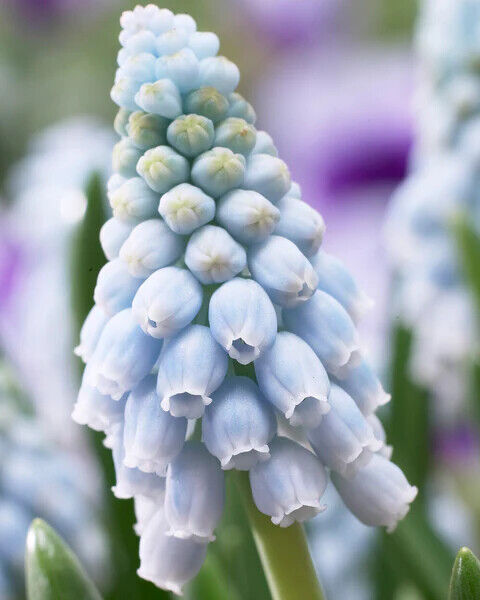 MUSCARI POWDER BLUE~GRAPE HYACINTHS~FLOWER BULBS FRAGRANT PERENNIAL SPRING BLOOM