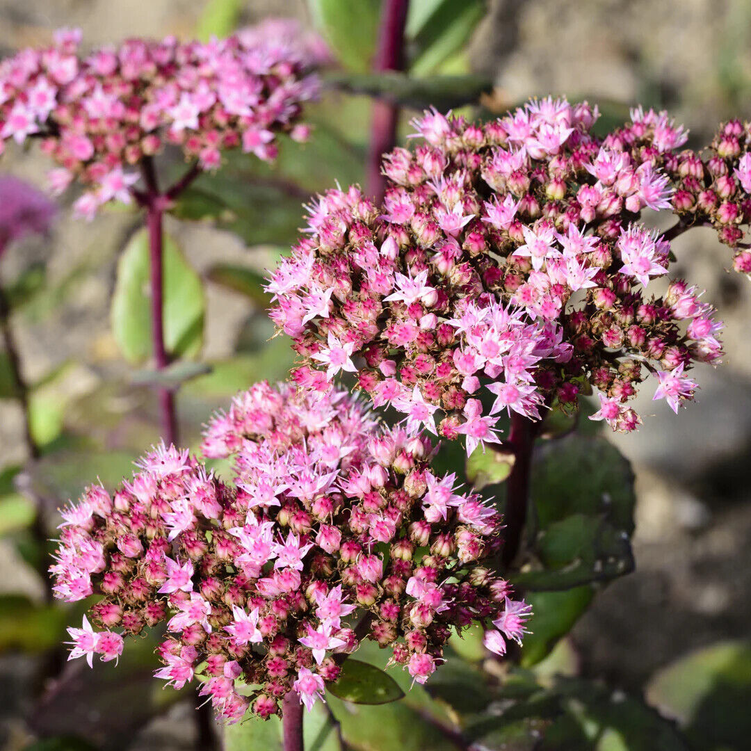 SEDUM SUNSPARKLER 'LIME ZINGER' STONECROP PLANT SUCCULENT GARDEN SUMMER BLOOMS!!