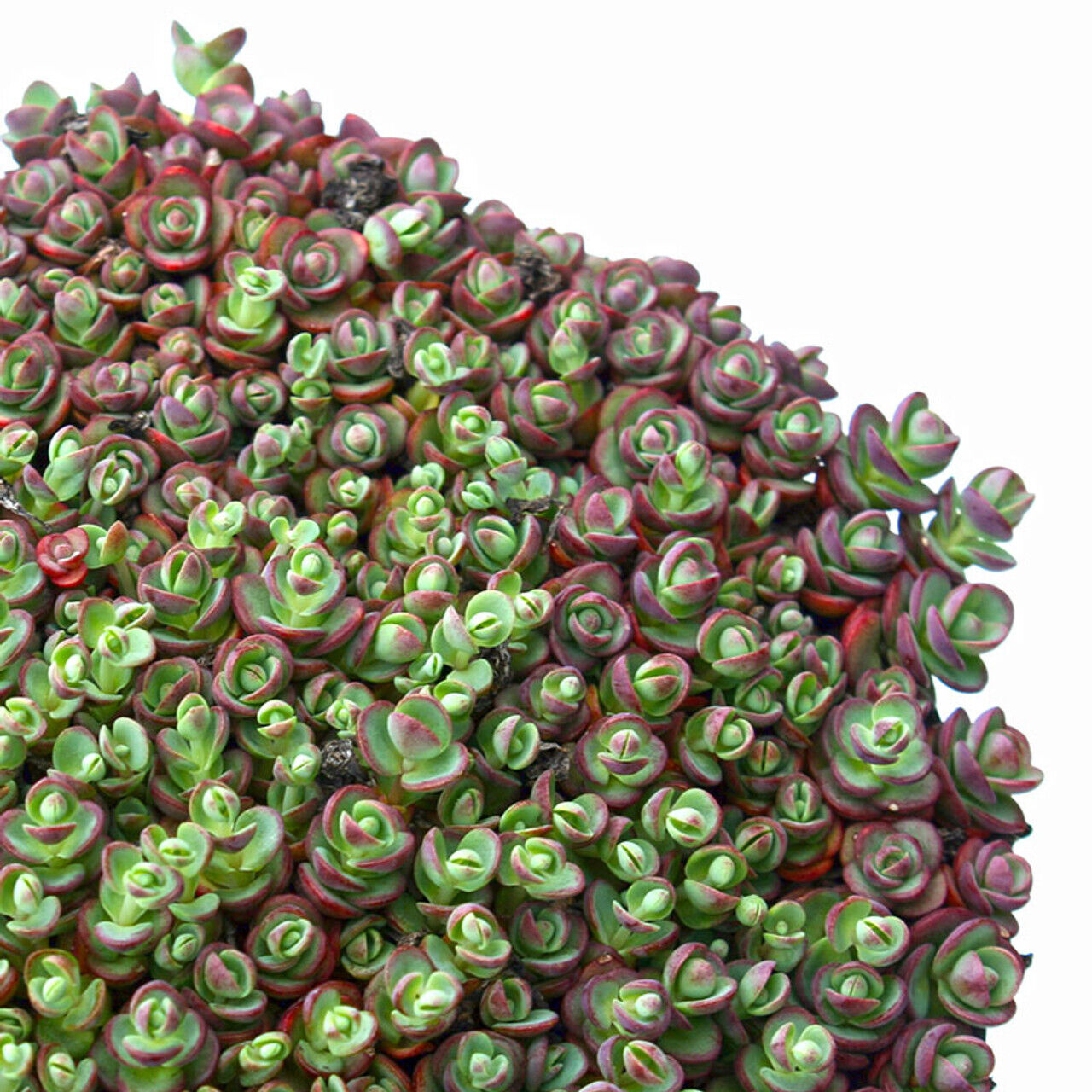 SEDUM SUNSPARKLER 'LIME ZINGER' STONECROP PLANT SUCCULENT GARDEN SUMMER BLOOMS!!