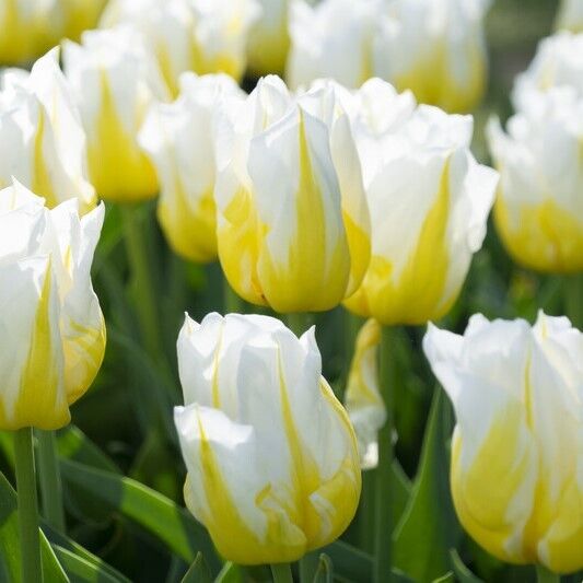 TRIUMPH TULIP~BINGO~FLOWER BULBS~FEATHERED BICOLORED YELLOW & WHITE BLOOMS!!!