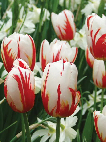 TRIUMPH TULIP~CARNAVAL DE RIO~FLOWER BULBS~WHITE PETALS WITH CRIMSON RED STREAKS