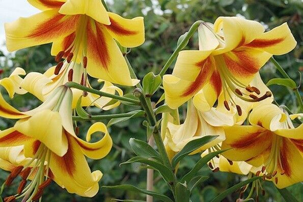 TREE LILY FLOWER BULBS~ROBERT SWANSON~HARDY GROWS 4-6FT.TALL FRAGRANT 7" BLOOMS!