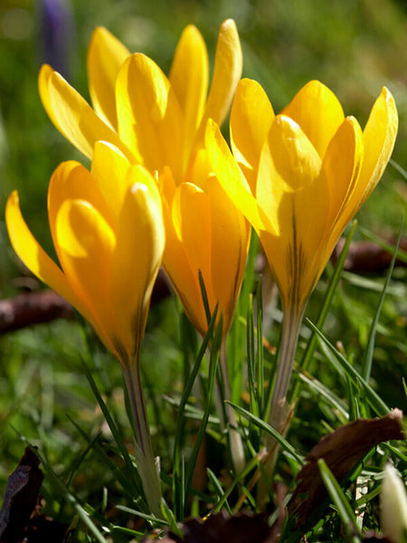 GIANT YELLOW~CROCUS VERNUS~FLOWER BULBS FOR SUNNY GARDEN PERENNIAL SPRING FLOWER