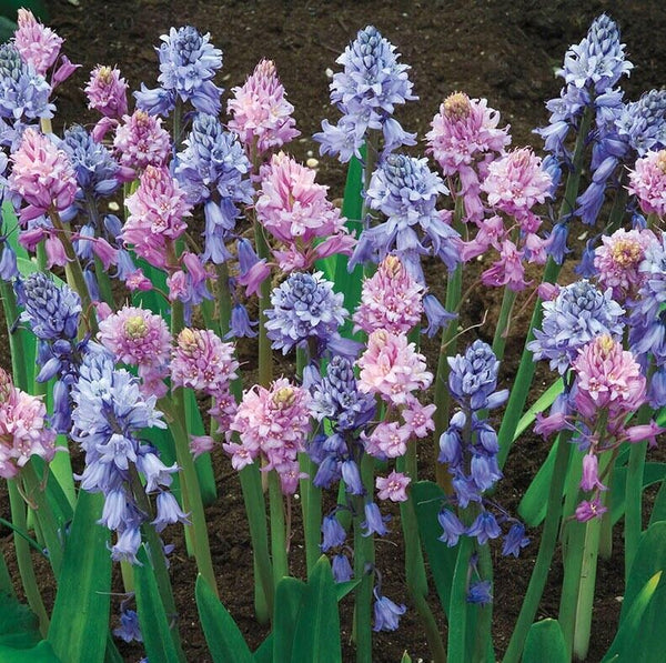 SPANISH BLUEBELL MIX FLOWER BULBS HARDY PERENNIAL SPRING BLOOMS SUN / PART SHADE