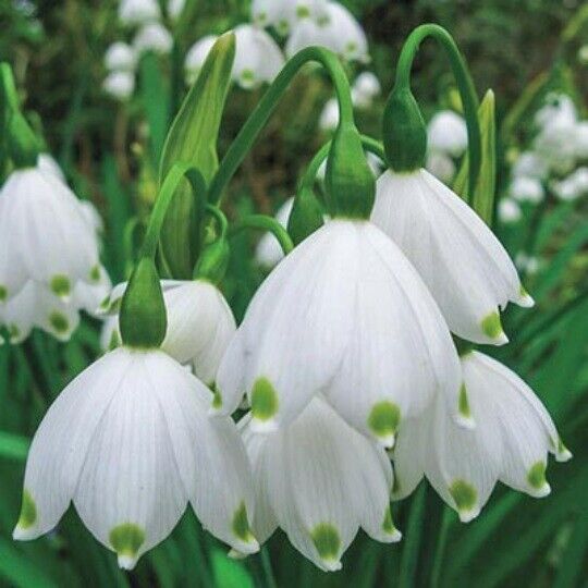 LEUCOJUM~GRAVITY GIANT~HARDY PERENNIAL FLOWER BULBS "SUMMER SNOWFLAKE" PLANTS