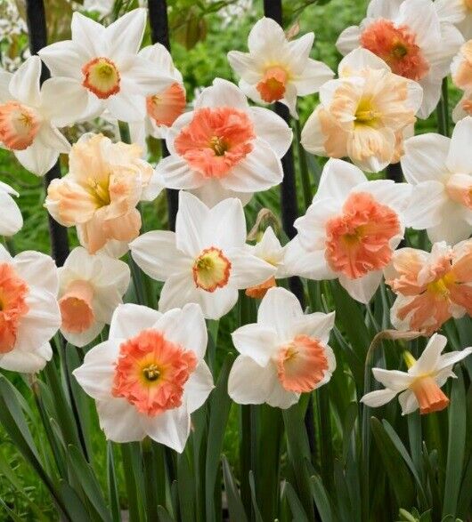 NARCISSUS~ROTTERDAM MIX~DAFFODIL FLOWER BULBS~FRAGRANT COLORFUL SPRING BLOOMS!!!