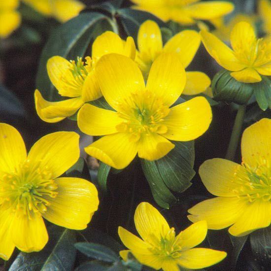 WINTER ACONITE FLOWER BULBS~ERANTHIS~HARDY PERENNIAL LATE WINTER-SPRING FLOWERS!