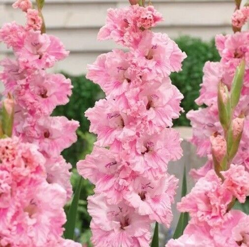 SWORD LILY~SAMARA~FANCY PARROT GLADIOLUS~FLOWER BULBS~PLANTS GROW UP TO 50" TALL