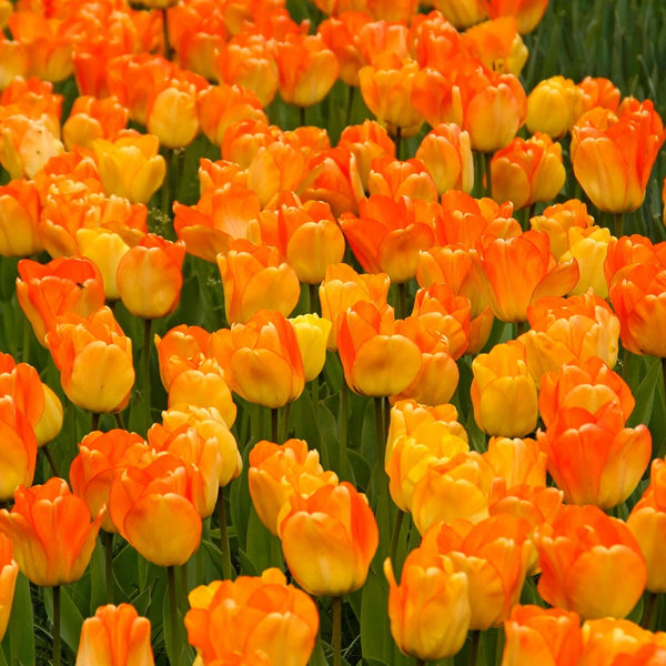 TULIP~DAYDREAM~FLOWER BULBS~GIANT DARWIN HYBRID~LOVELY SUNRISE HUES~SPRING BLOOM