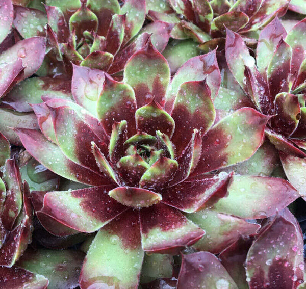 SEMPERVIVUM~KILLER~HENS AND CHICKS HARDY PERENNIAL SUCCULENT ROCK GARDEN PLANTS!