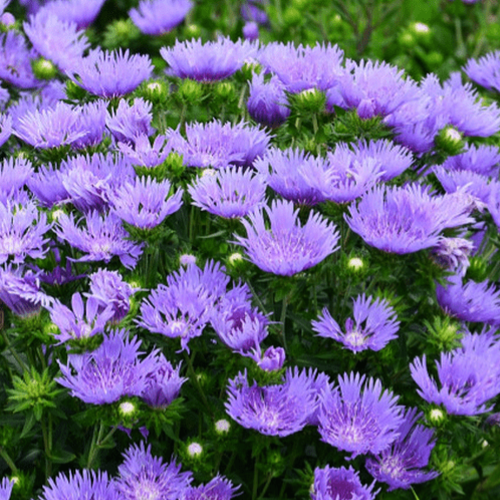 STOKESIA LAEVIS~MEL'S BLUE~STOKES' ASTER~LIVE PLANT~HARDY PERENNIAL~