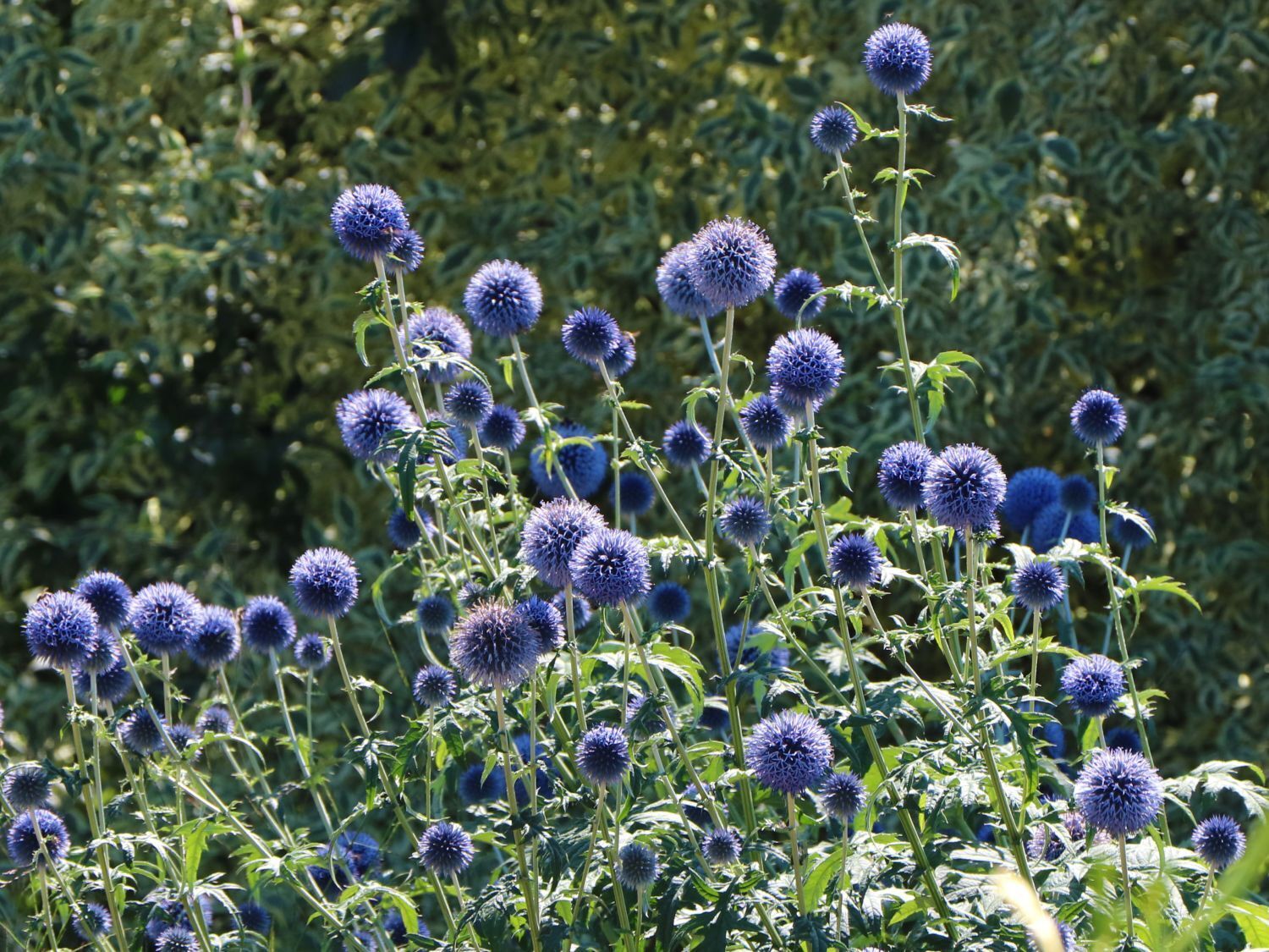 ECHINOPS~BLUE GLOW~GLOBE THISTLE PLANT HARDY PERENNIAL FLOWERS LONG SUMMER BLOOM