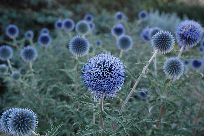 ECHINOPS~BLUE GLOW~GLOBE THISTLE PLANT HARDY PERENNIAL FLOWERS LONG SUMMER BLOOM