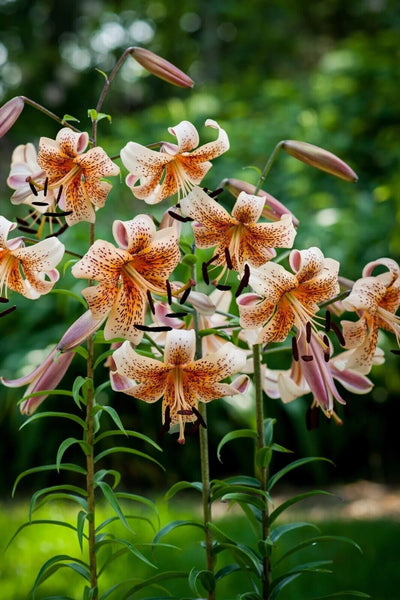 LILIUM ~TIGER BABIES~ LILY BULBS UNUSUAL ASIATIC TRUMPET HYBRID FRAGRANT FLOWERS