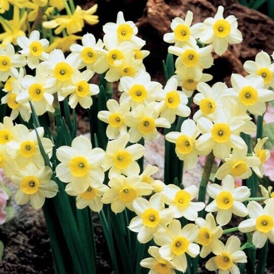 NARCISSUS~MINNOW~TAZETTA DAFFODIL~FLOWER BULBS~FRAGRANT SPRING BLOOMS~MINIATURE!