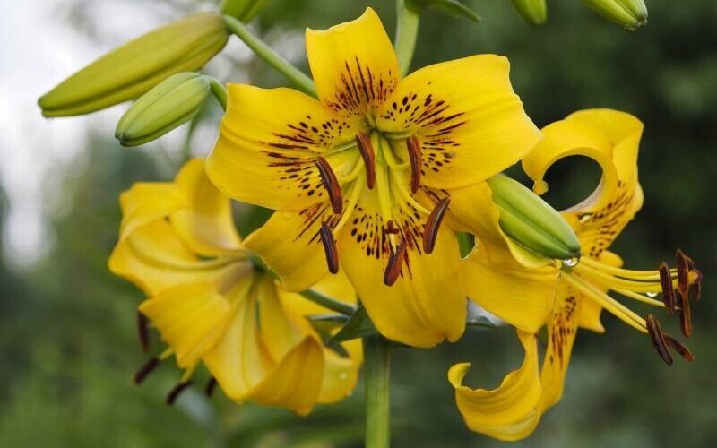 YELLOW BRUSE LILY FLOWER BULBS HARDY PERENNIAL PLANTS GROW TALL SUMMER BLOOMS!!!