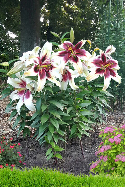ZEBA TREE LILY FLOWER BULBS HARDY GROWS 4-6FT.TALL ENORMOUS 13" SUMMER BLOOMS!!!