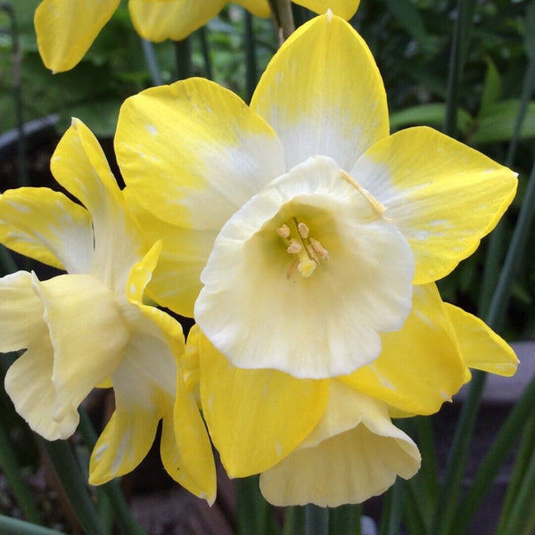 NARCISSUS~HILLSTAR~MINIATURE DAFFODILS~FLOWER BULBS~FRAGRANT SPRING BLOOMS!!!