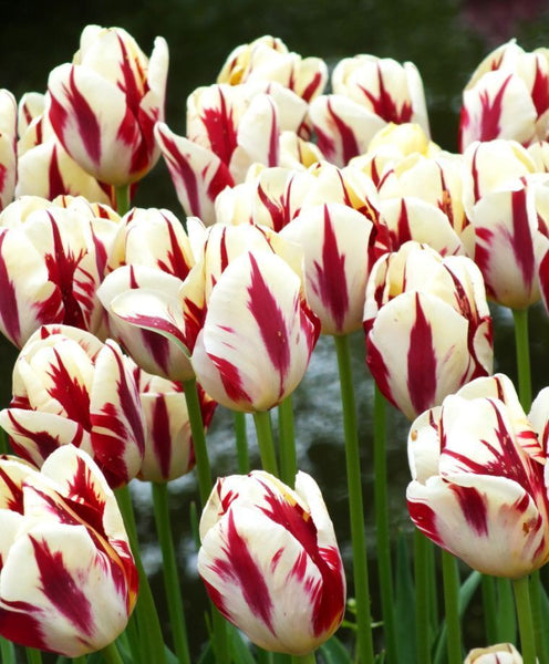 TRIUMPH TULIP~GRAND PERFECTION~FLOWER BULBS~CRIMSON RED FLAMES & YELLOW TO WHITE