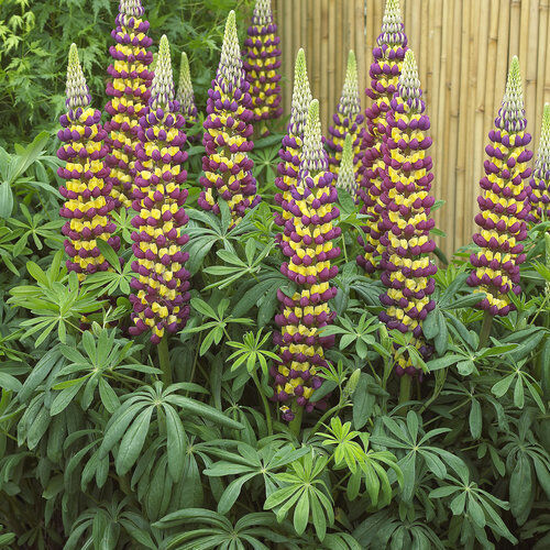 LUPIN WESTCOUNTRY 'MANHATTAN LIGHTS'~LIVE PLANT~FLOWERS ATTRACT HUMMINGBIRDS!!!