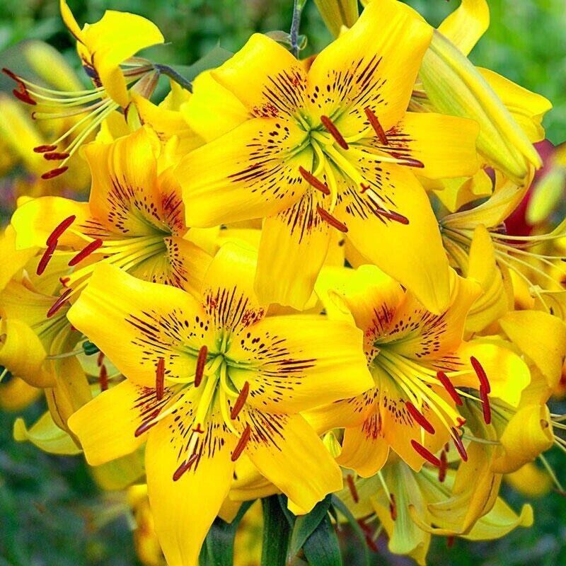 YELLOW BRUSE LILY FLOWER BULBS HARDY PERENNIAL PLANTS GROW TALL SUMMER BLOOMS!!!