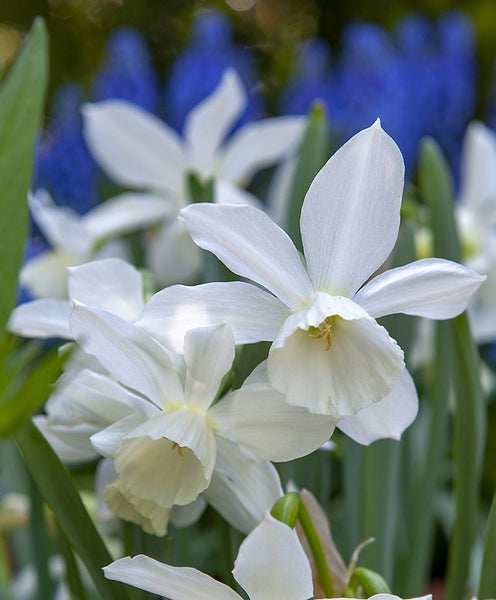 MINIATURE~ANGEL'S TEARS~DAFFODIL FLOWER BULBS~FRAGRANT BLOOMS~NARCISSUS 'THALIA'